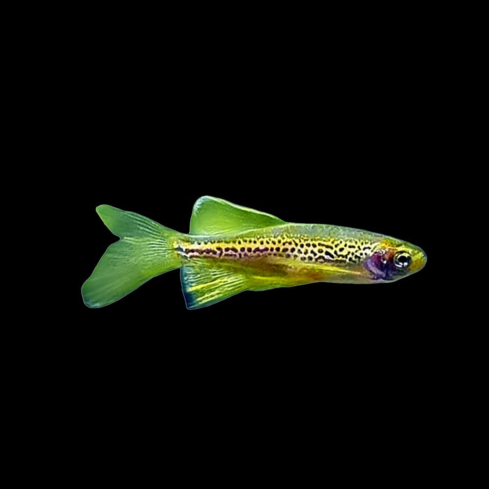 Danio Leopard Longfin (Danio Rerio)