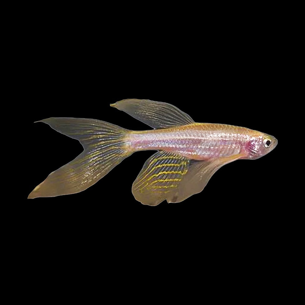 Danio Zebra Gold Longfin (Danio Rerio)