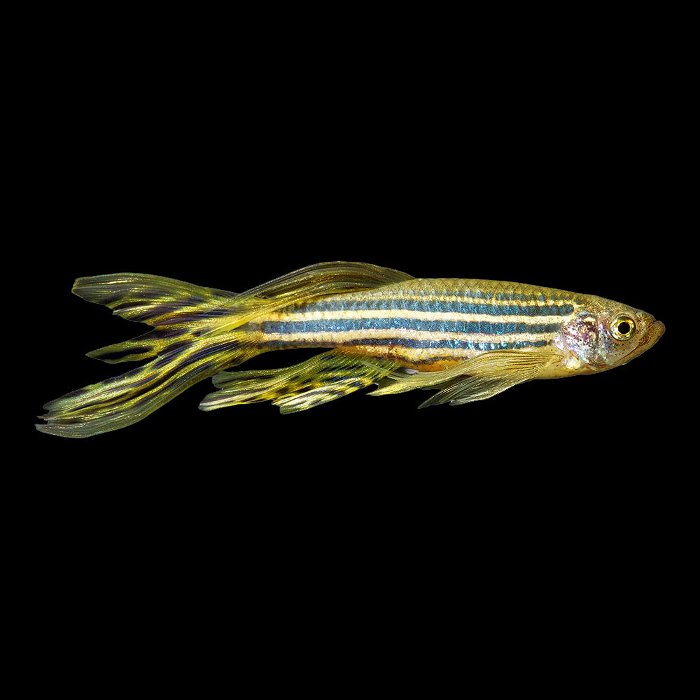 Danio Zebra Longfin (Danio Rerio)