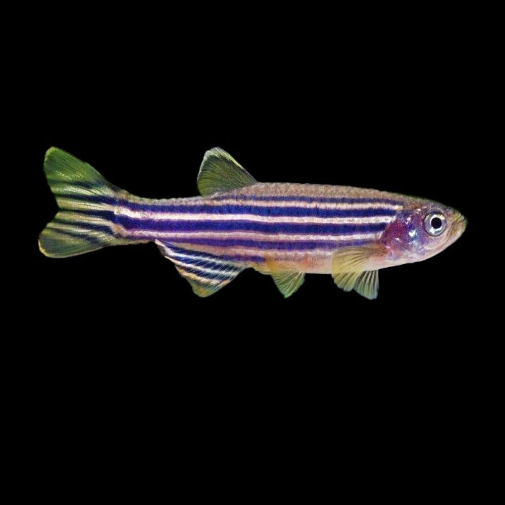 Danio Zebra Shortfin