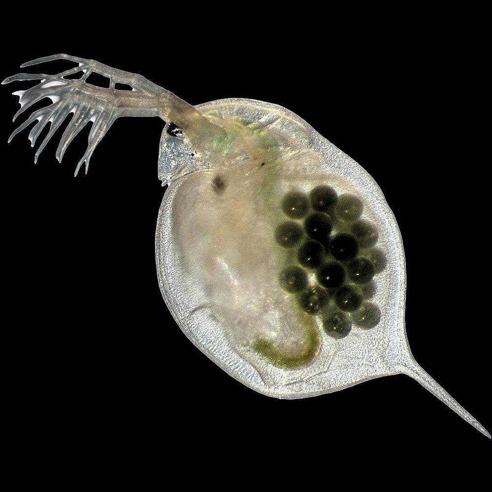 Live Daphnia Magna