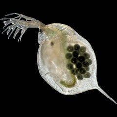 Live Daphnia Magna