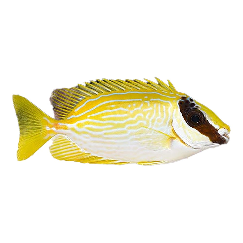 Decorated Rabbitfish (Siganus Puellus)