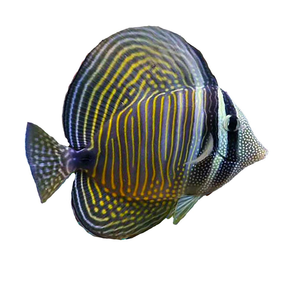 Desjardini Tang (Zebrasoma Desjardinii)