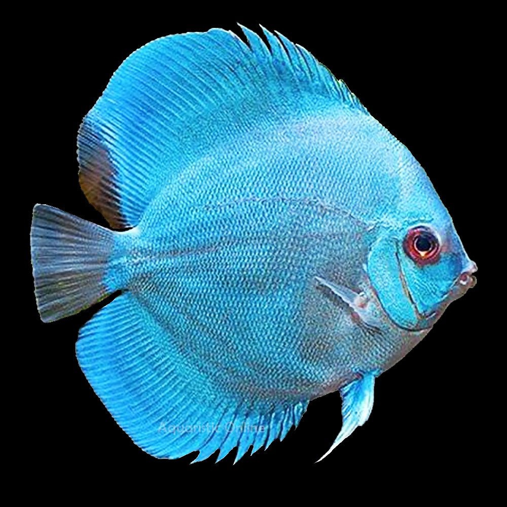 Discus Blue Diamond (Symphysodon Sp.)