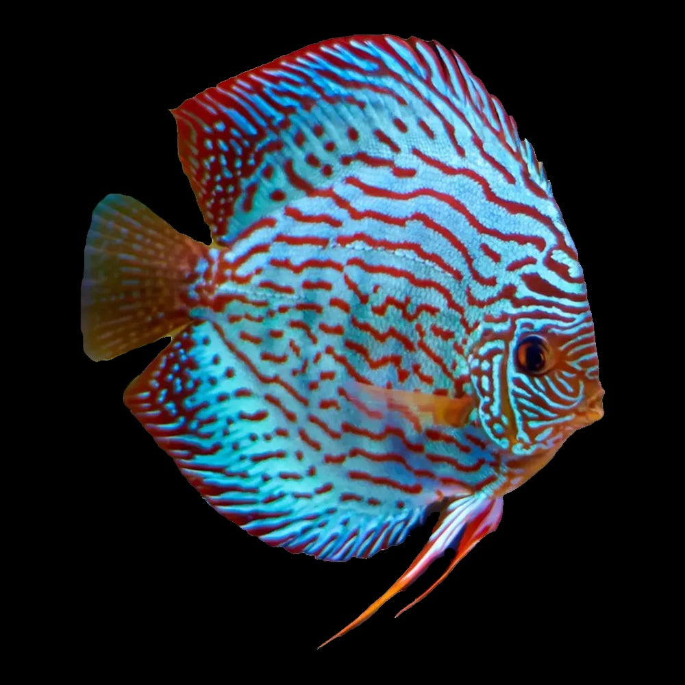 Discus Blue Turquoise (Symphysodon Sp.)