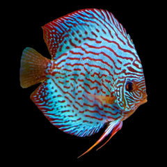 Discus Blue Turquoise (Symphysodon Sp.)