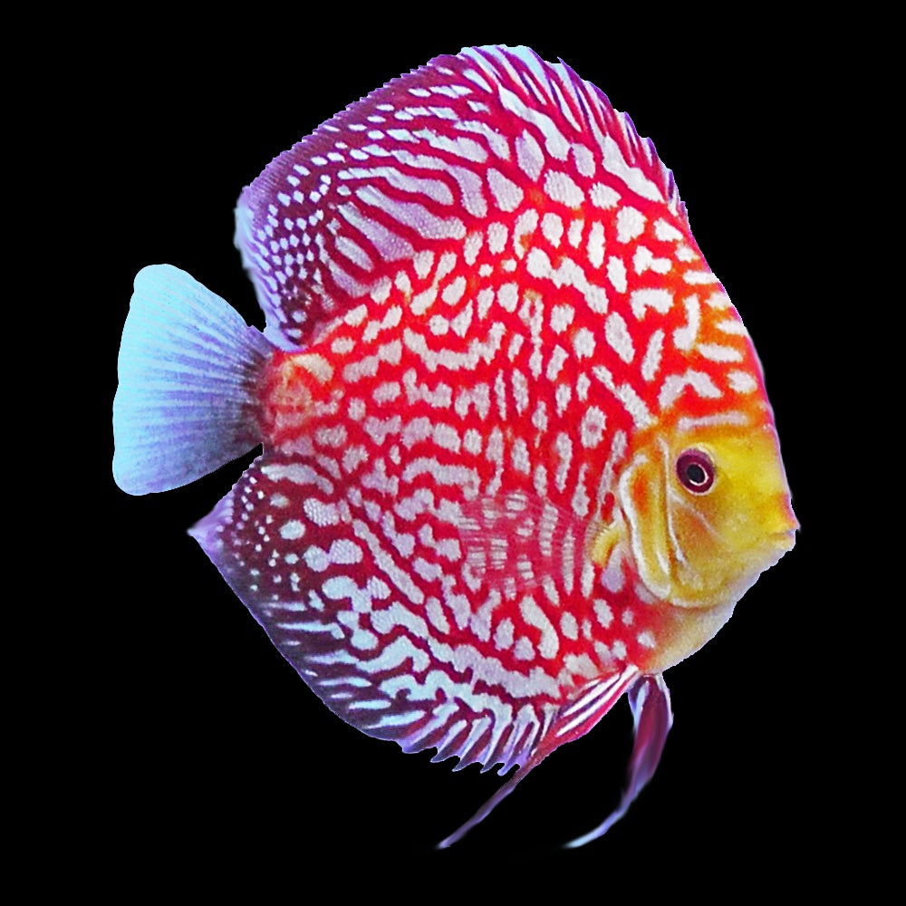 Discus Pidgeon Checkerboard (Symphysodon Sp.) - 2.5"