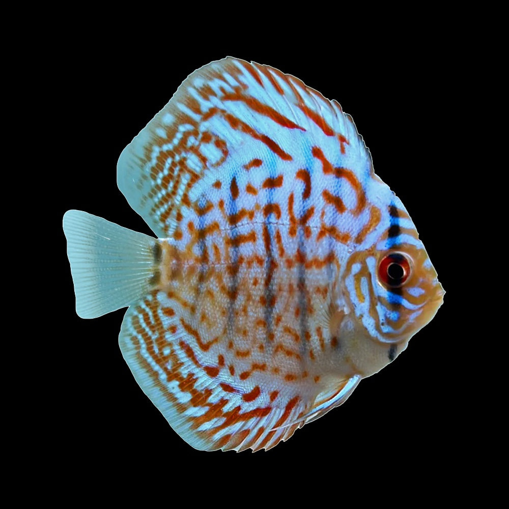 Discus Cobalt Blue (Symphysodon Sp.) – Aquaristic Online