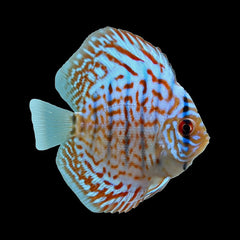 Discus Cobalt Blue (Symphysodon Sp.)
