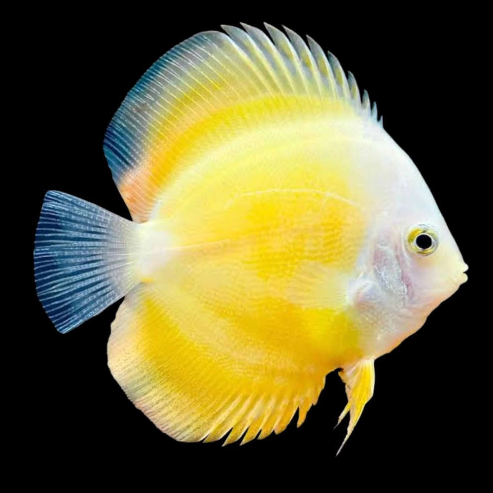 Discus Gold Diamond (Symphysodon Sp.)