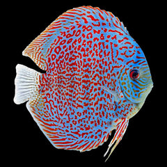Discus Leopard Ring (Symphysodon Sp.)