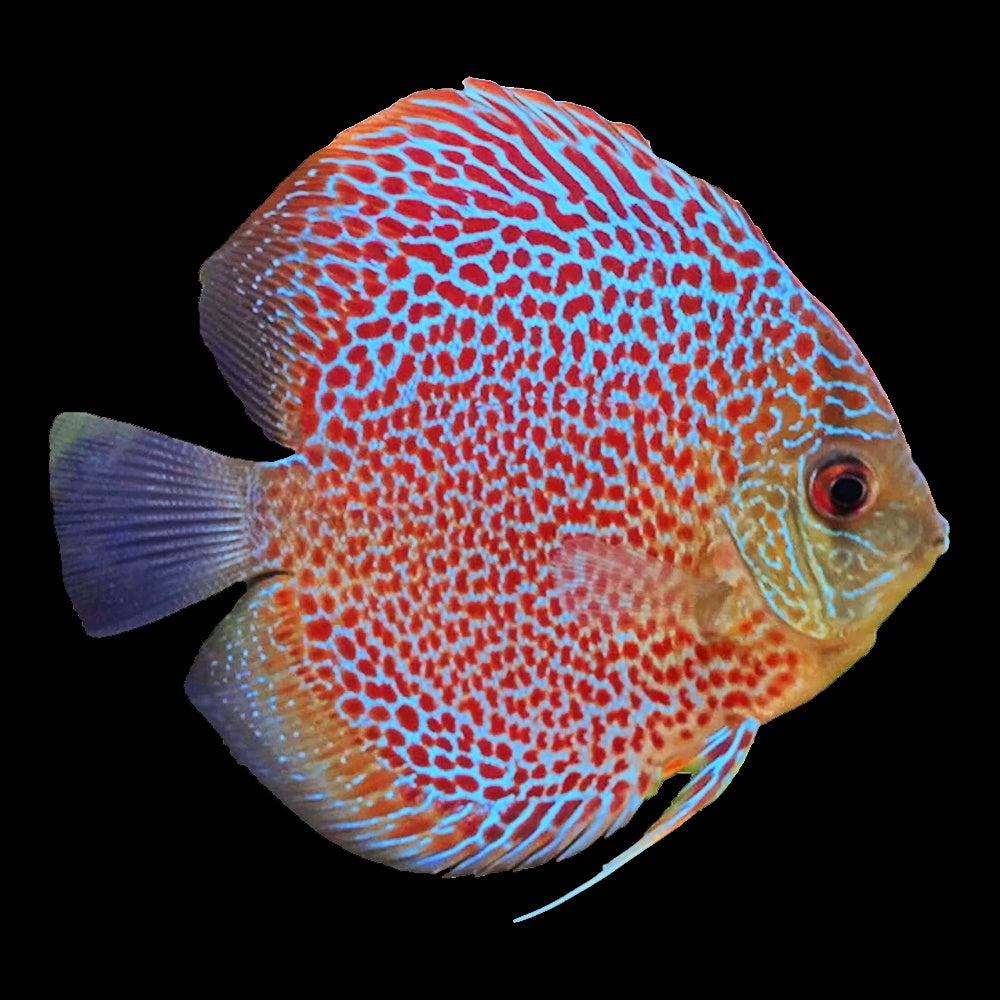 Discus Leopard (Symphysodon Sp.) - 2.5"