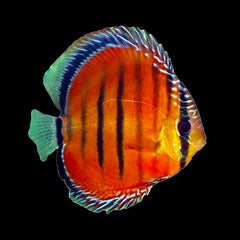 Discus Red Alenquer (Symphysodon Sp.)