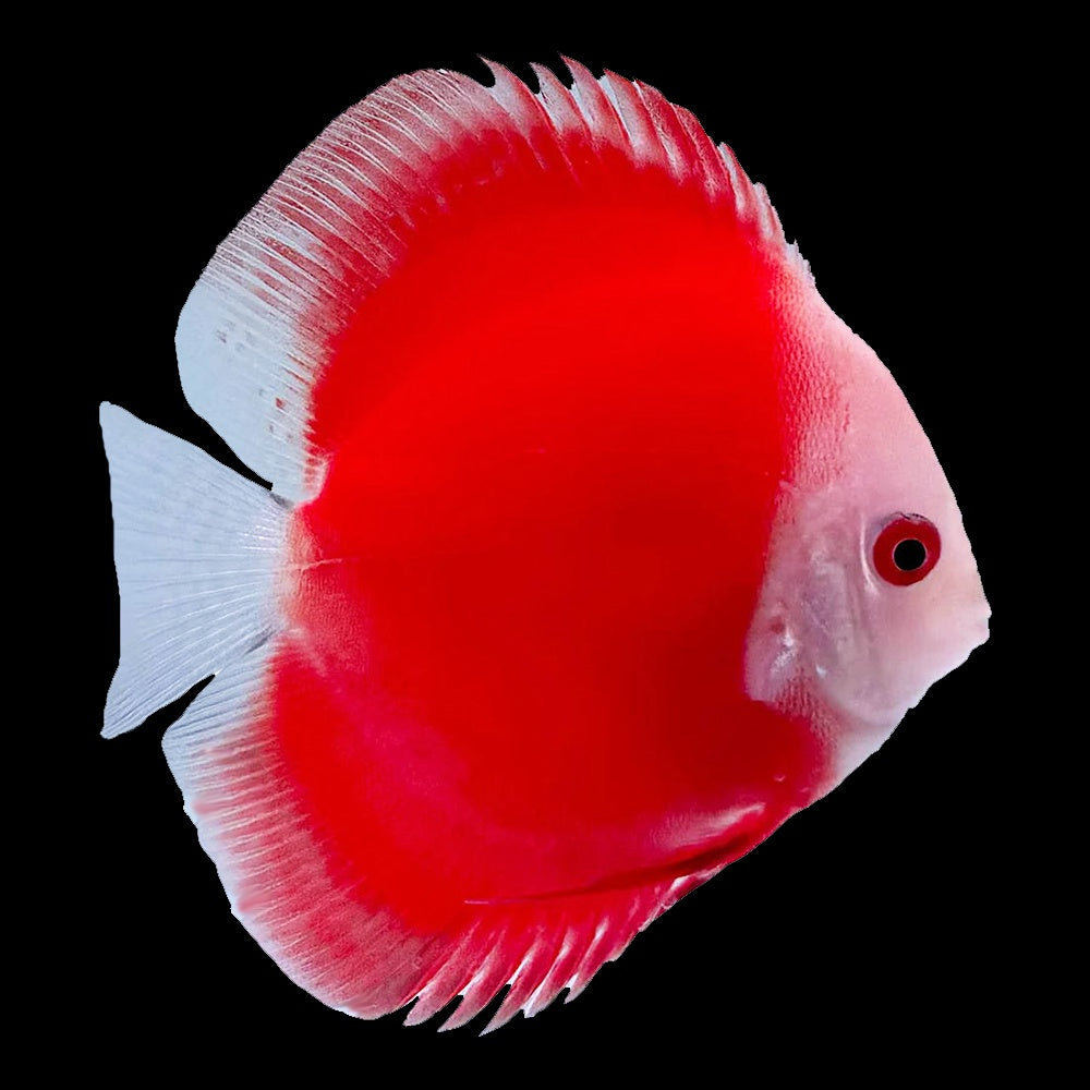 Discus Red Melon (Symphysodon Sp.)