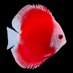 Discus Red Melon (Symphysodon Sp.)