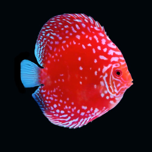 Discus Red Stardust
