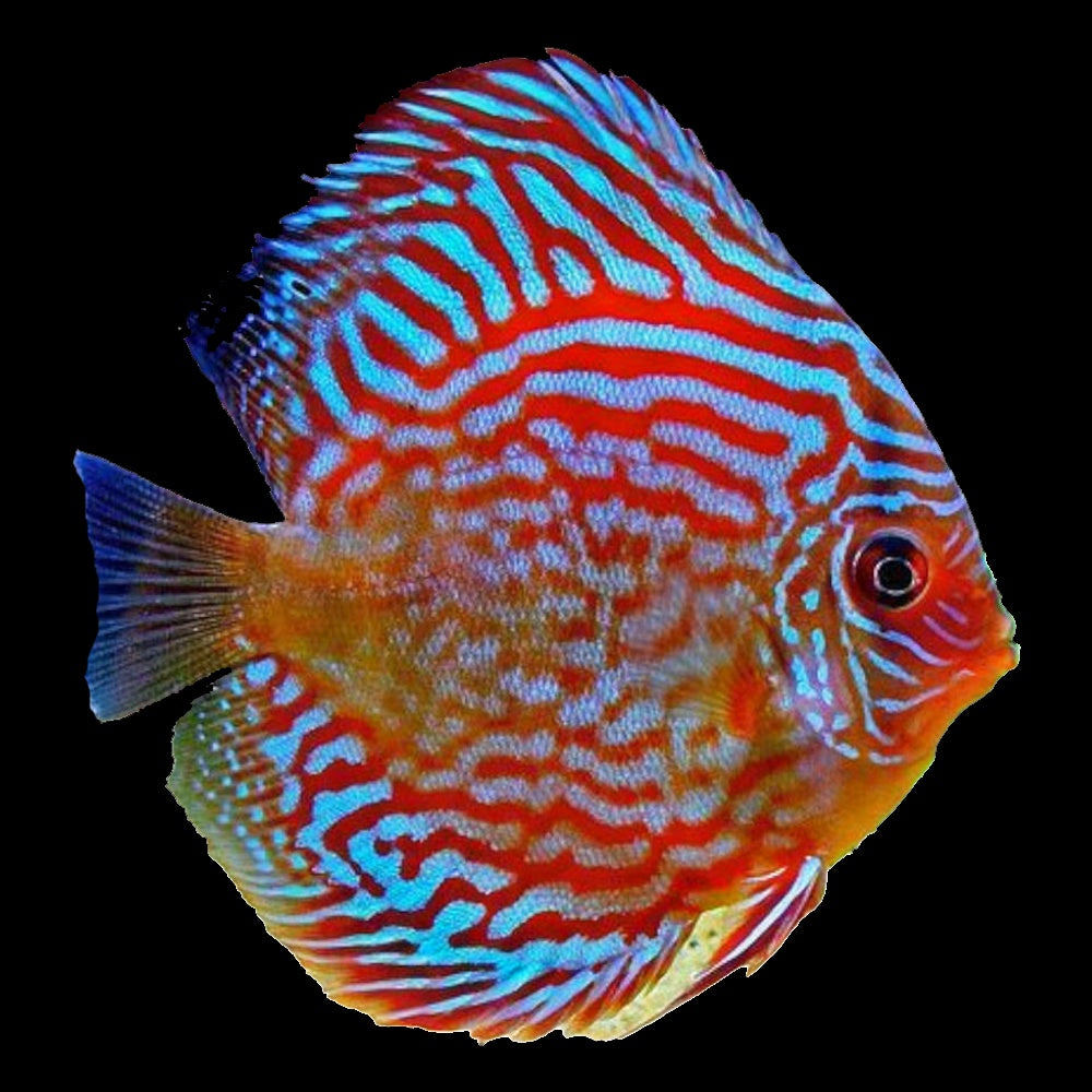 Discus Red Turquoise (Symphysodon Sp.) – Aquaristic Online