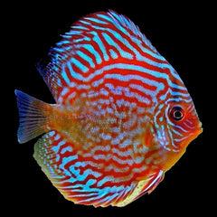 Discus Red Turquoise (Symphysodon Sp.)
