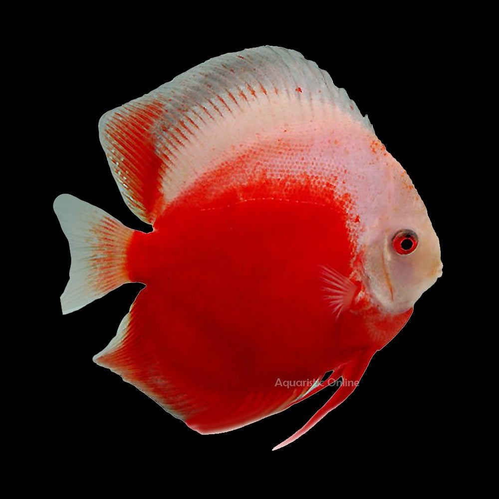 Discus Red White (Symphysodon Sp.)