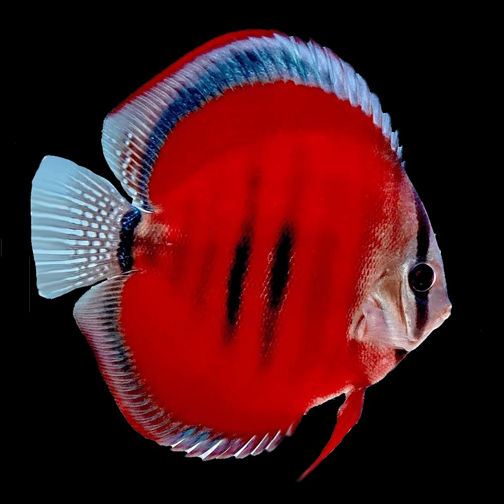 Discus San Merah (Symphysodon Sp.) - 2.5"