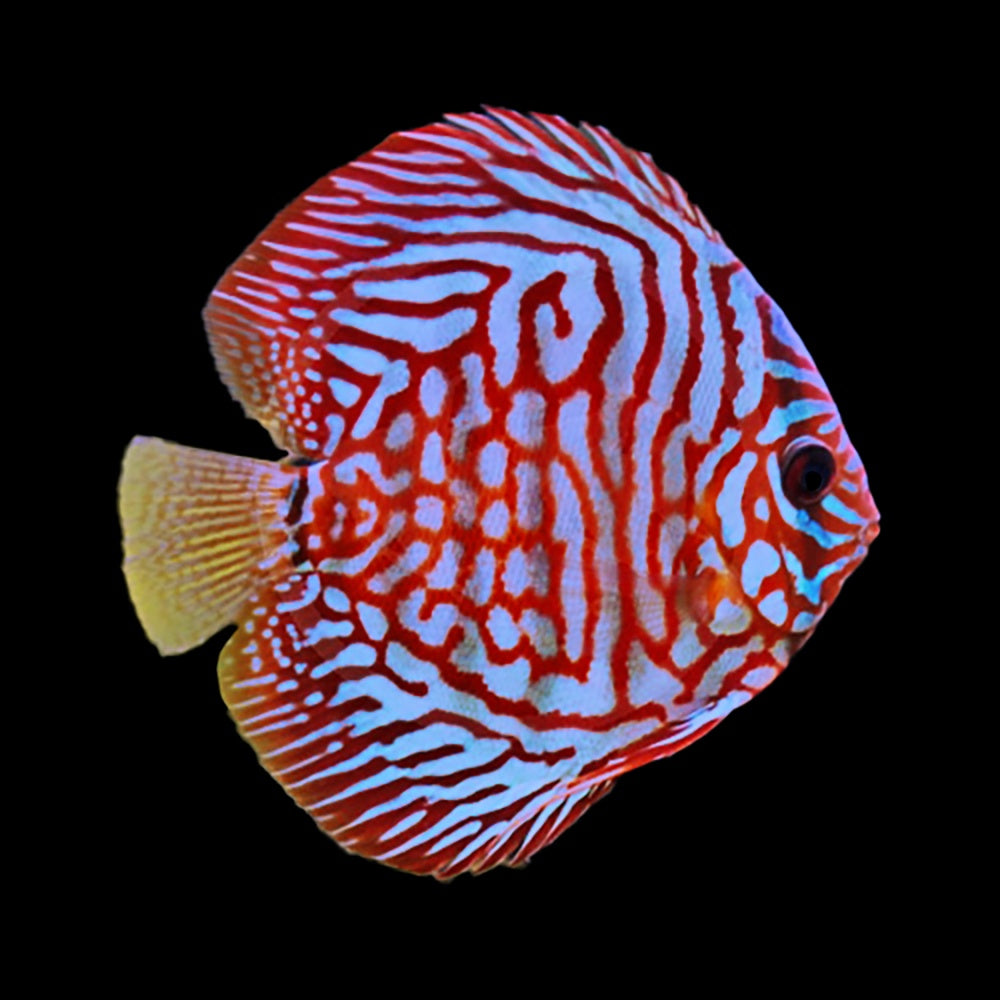 Discus Tiger Turquoise