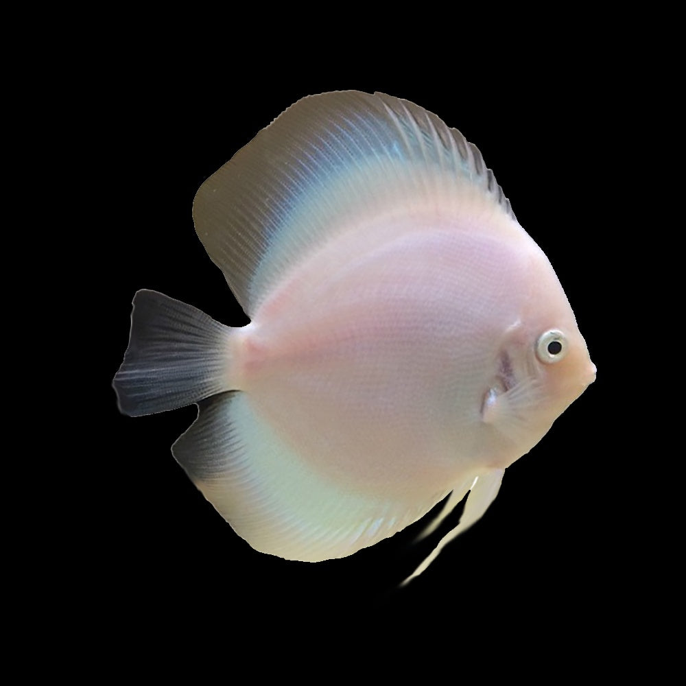 Discus White Diamond (Symphysodon Sp.)
