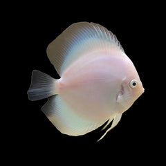 Discus White Diamond (Symphysodon Sp.)