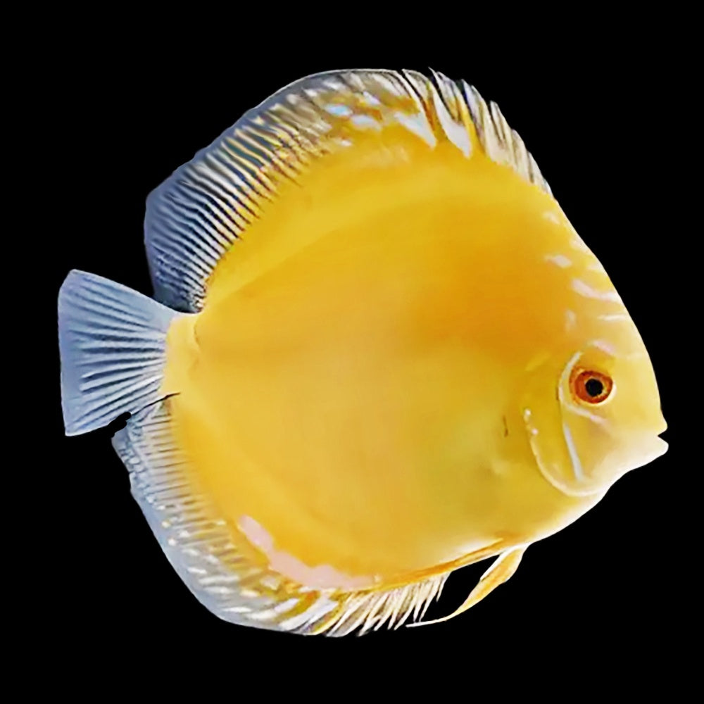 Discus Yellow Crystal