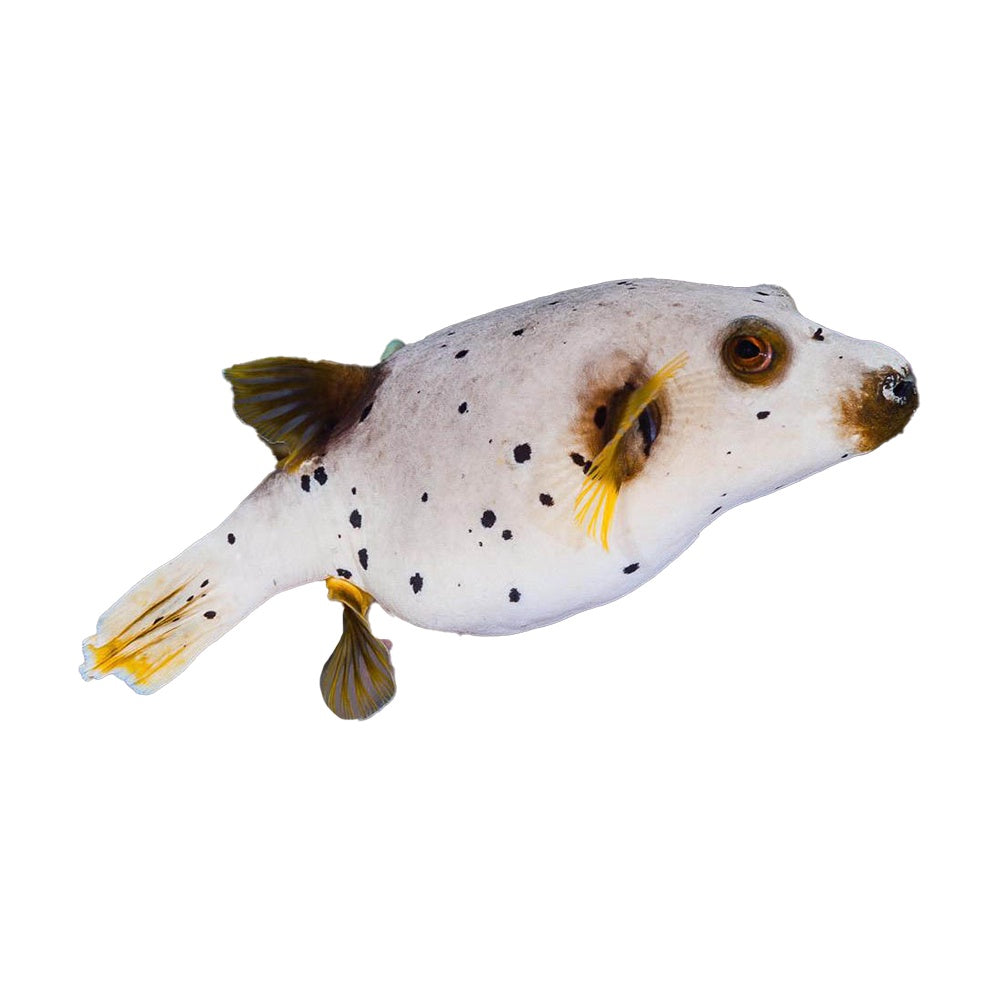 Dog Face Puffer (Arothron Nigropunctatus)