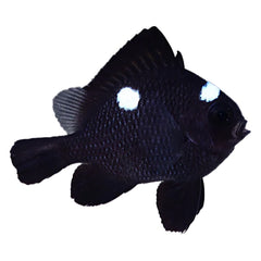 Three Spot Domino Damselfish (Dascyllus trimaculatus)