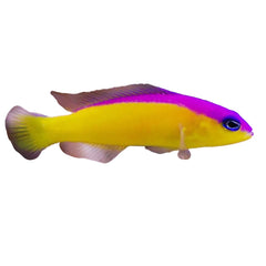 Dottyback Diadema (Pictichromis Diadema)