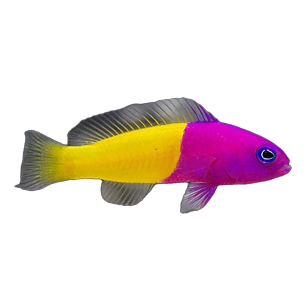 Dottyback Royal (Pictichromis Paccagnellorum) - Available 4 June