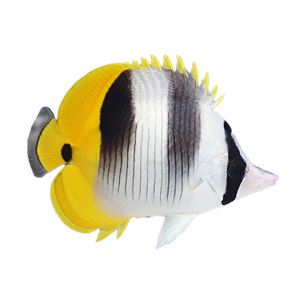 Double Saddle Butterfly (Chaetodon Ulietensis)