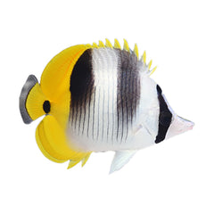 Double Saddle Butterfly (Chaetodon Ulietensis)