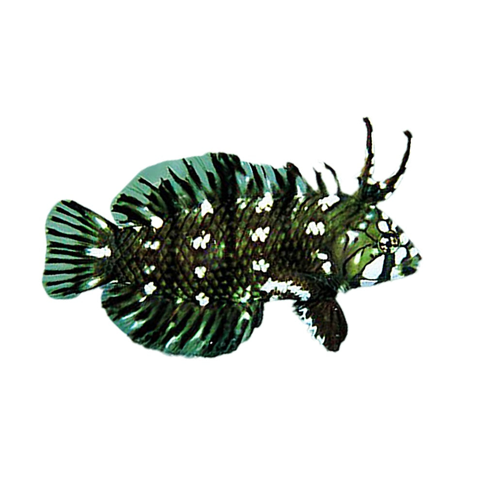 Dragon Wrasse (Novaculichthys Taeniourus)