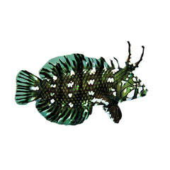 Dragon Wrasse (Novaculichthys Taeniourus)