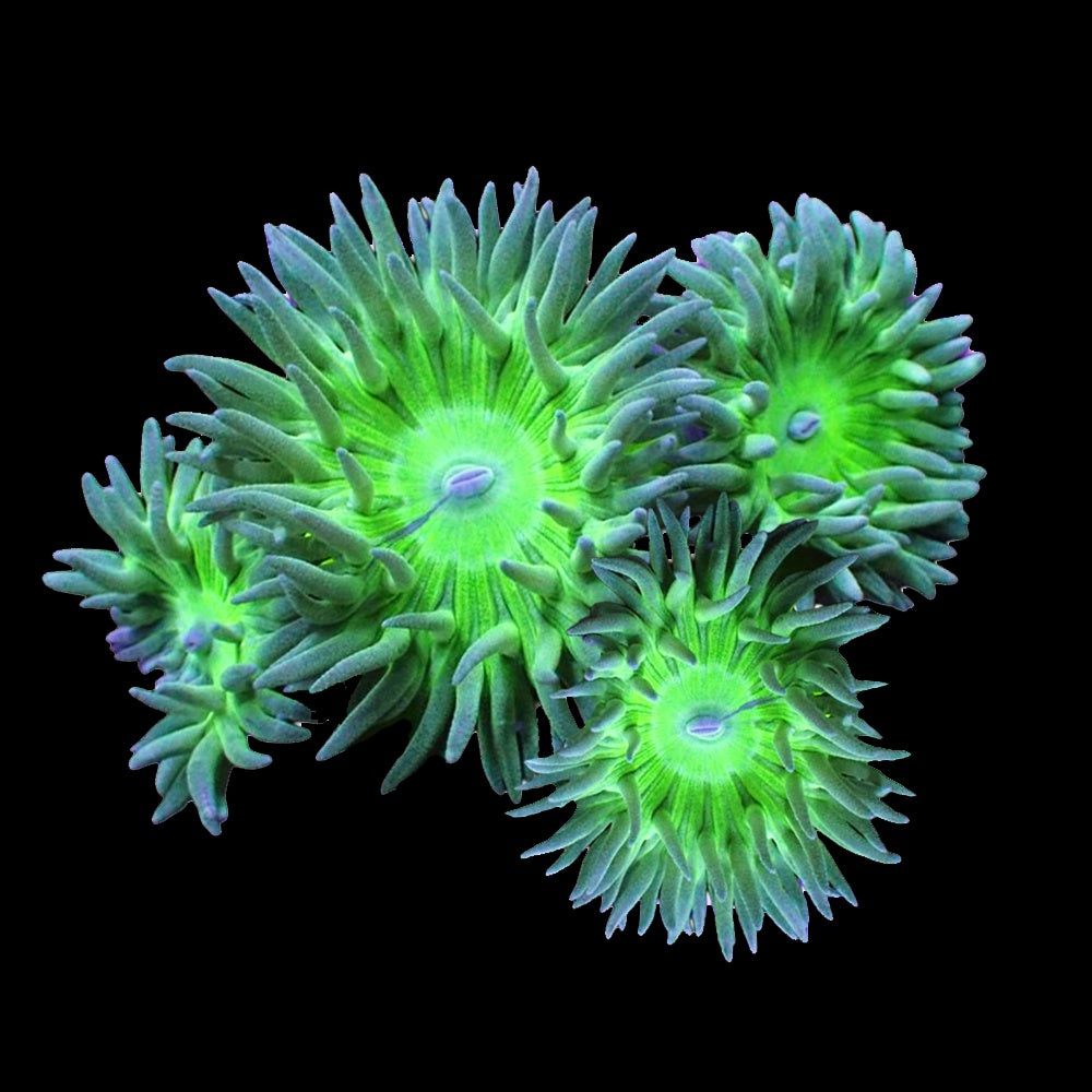 Tree Coral (Duncanops)