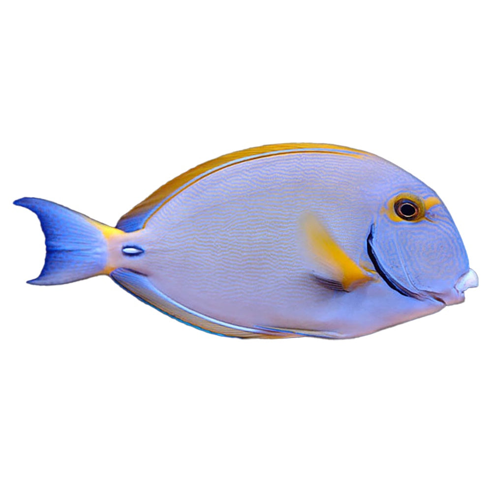 Dussumieri Tang (Acanthurus Dussumieri)