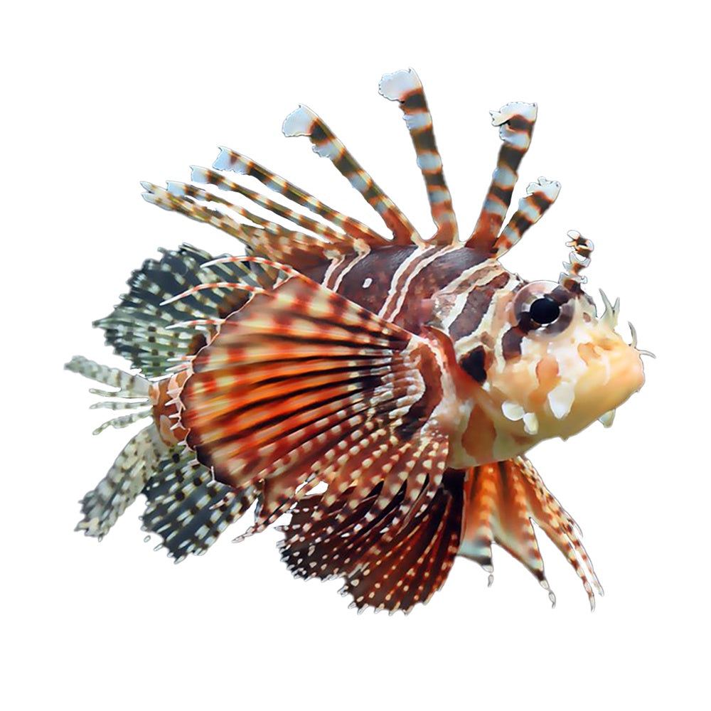 Lionfish Dwarf Zebra (Dendrochirus Zebra)