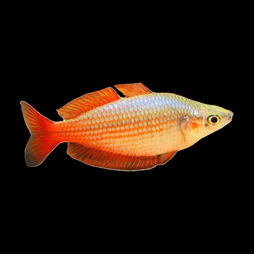 Rainbow Fish Eastern Deepwater Creek (Melanotaenia Splendida)