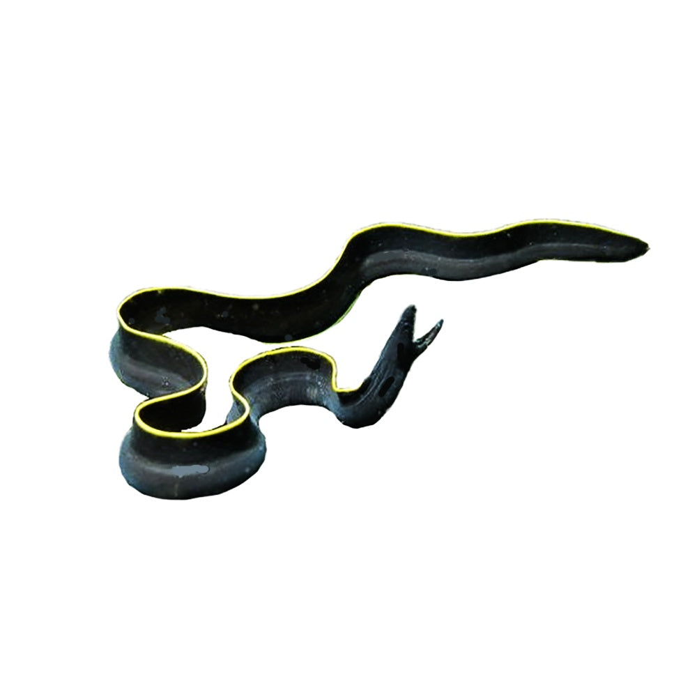Eel Ribbon Black (Rhinomuraena Quaesita)