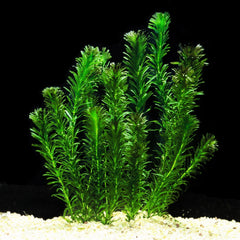 Hydrilla Elodea