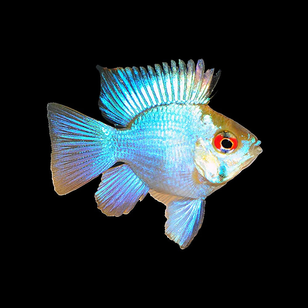Electric Blue Balloon Ram (Mikrogeophagus ramirezi)