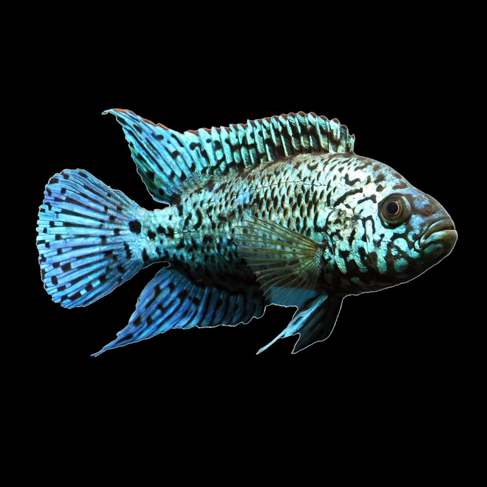 Cichlid Electric Blue Jack Dempsey (Cichlasoma Octofasciatum)