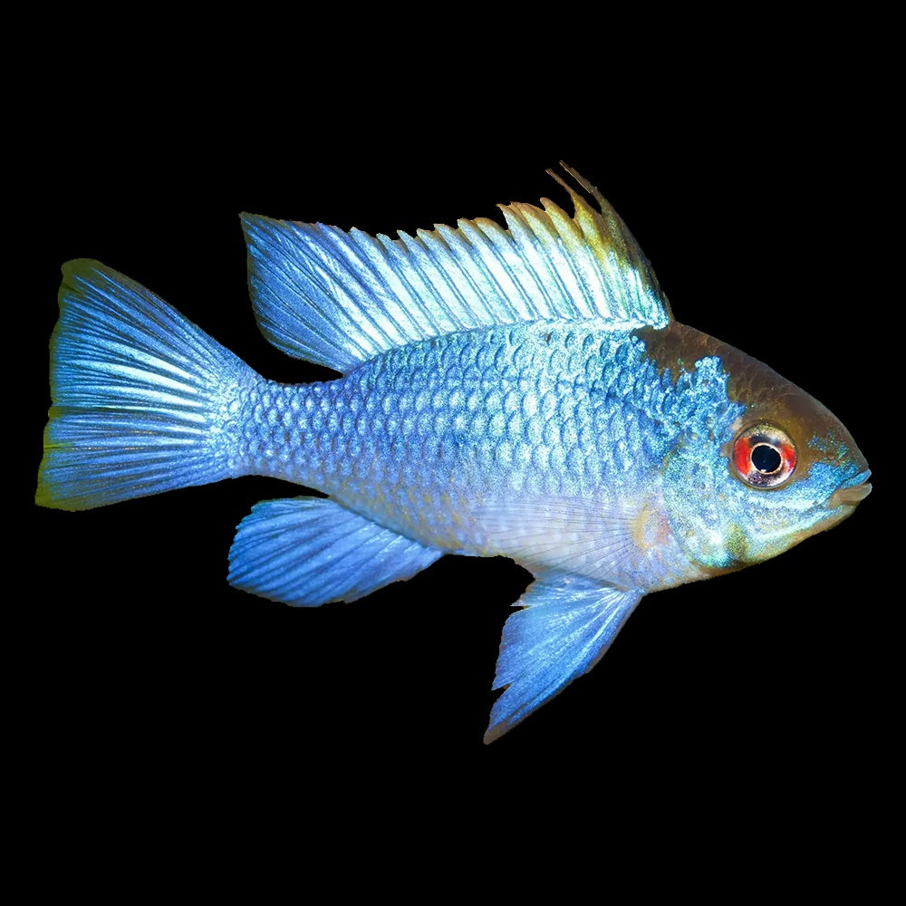 Ram Electric Blue (Mikrogeophagus Ramirezi)