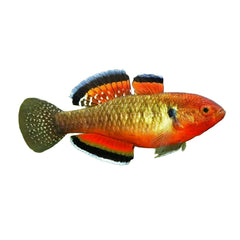 Gudgeon Empire (Hypseleotris Compressa)