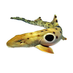 Epaulette Shark (Hemiscyllium Ocellatum)