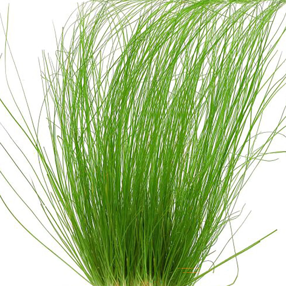 Eriocaulon breviscapum “Feather Duster” aquarium plant with delicate fine leaves