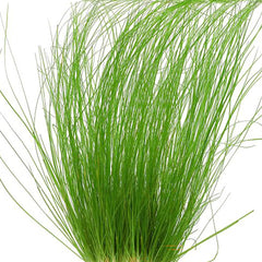 Eriocaulon breviscapum “Feather Duster” aquarium plant with delicate fine leaves